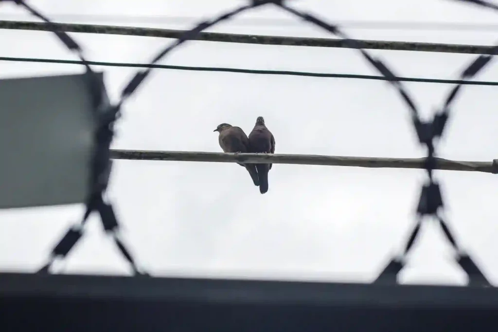 Stacheldraht gegen Tauben anbringen lassen – Effektive Schutzmaßnahme in Stade