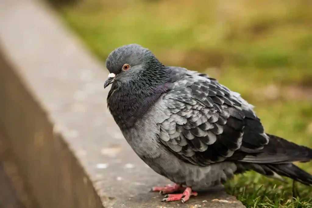 Taubenabwehr durch Experten in Stade überprüfen und optimieren lassen