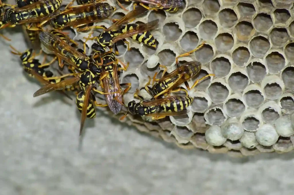 Wespennester schnell und fachgerecht umsiedeln lassen – Kammerjäger Notdienst Stade